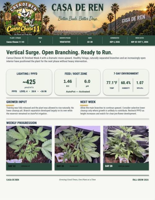 Canna Cheese 1:1 (2026) #1 & #2. Week 4 - Canna Cheese #2-Week #4 Summary