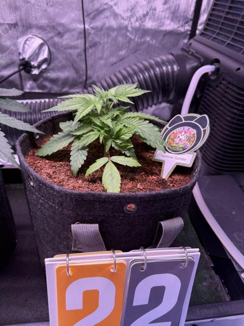 Rainbow Sundae 11-Mephisto Genetics. Week 4 - Day 22