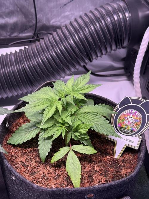 Rainbow Sundae 11-Mephisto Genetics. Week 4 - Day 22