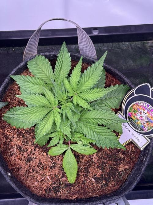 Rainbow Sundae 11-Mephisto Genetics. Week 4 - Day 22