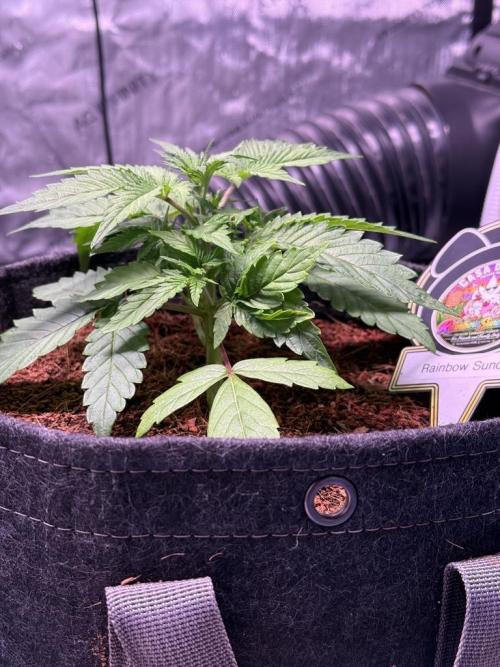 Rainbow Sundae 11-Mephisto Genetics. Week 4 - Day 22