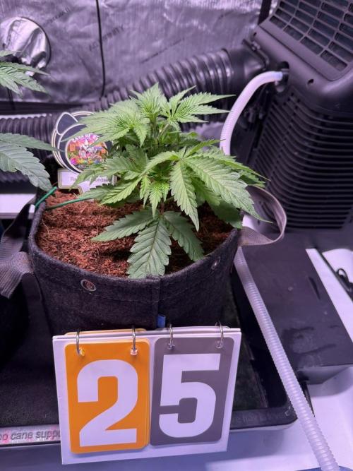 Rainbow Sundae 11-Mephisto Genetics. Week 4 - Day 25