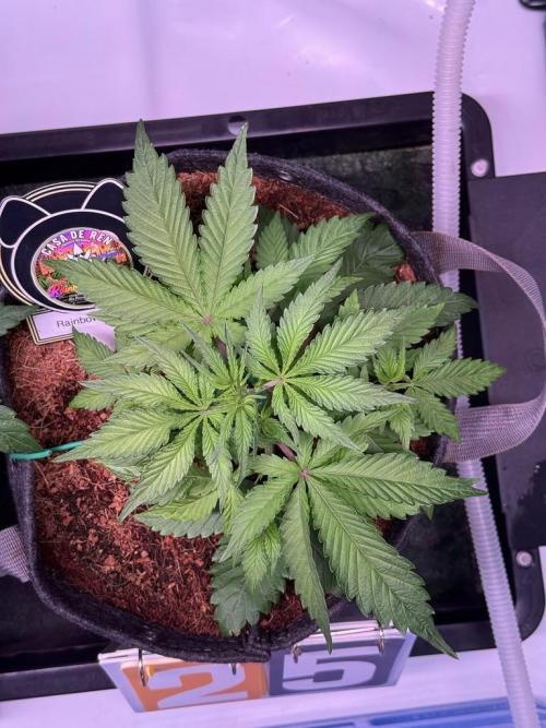 Rainbow Sundae 11-Mephisto Genetics. Week 4 - Day 25