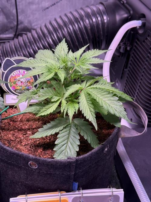 Rainbow Sundae 11-Mephisto Genetics. Week 4 - Day 25