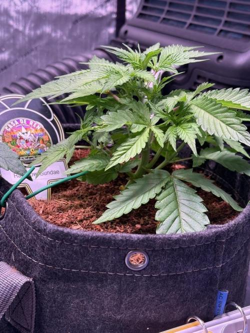 Rainbow Sundae 11-Mephisto Genetics. Week 4 - Day 25