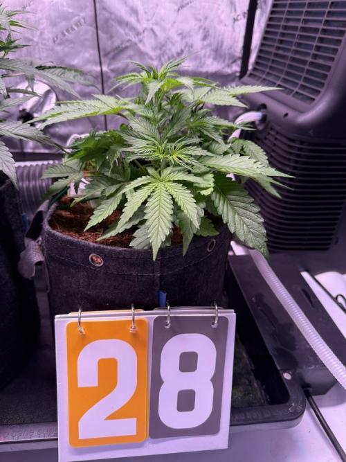Rainbow Sundae 11-Mephisto Genetics. Week 4 - Day 28