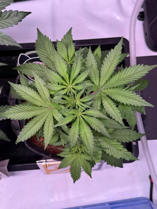 Rainbow Sundae 11-Mephisto Genetics. Week 4 - Day 28