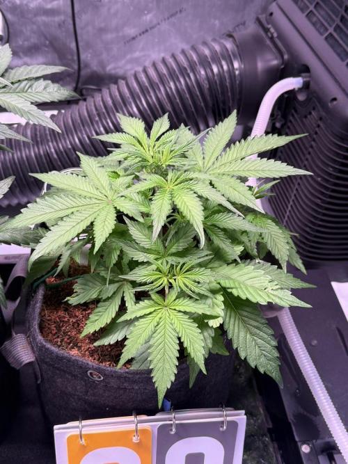Rainbow Sundae 11-Mephisto Genetics. Week 4 - Day 28