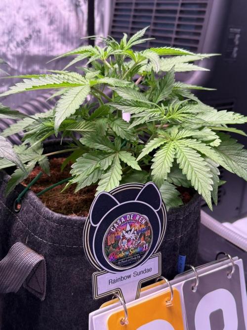Rainbow Sundae 11-Mephisto Genetics. Week 4 - Day 28