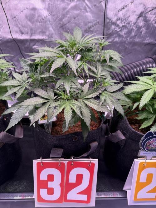 Canna Cheese 1:1 (2026) #1 & #2. Week 5 - Day 32