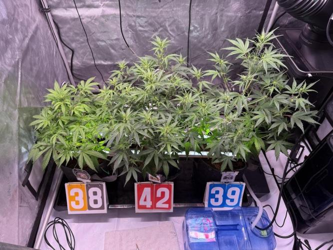 Canna Cheese 1:1 (2026) #1 & #2. Week 6 - Day 42