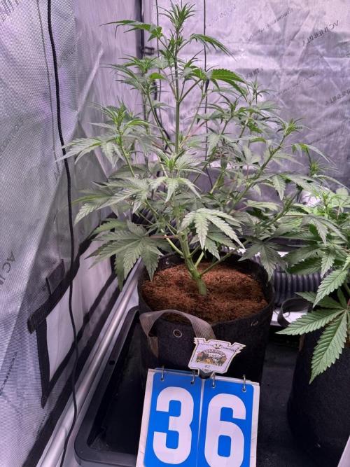 Canna Cheese 1:1 (2026) #1 & #2. Week 6 - CC #2-Day 36