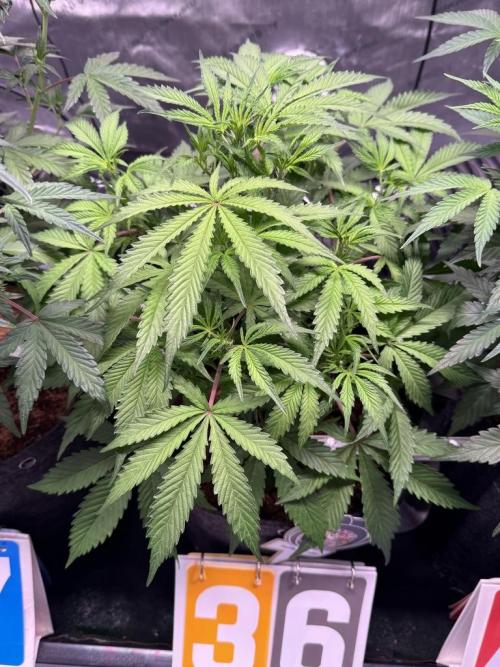 Rainbow Sundae 11-Mephisto Genetics. Week 6 - Day 36