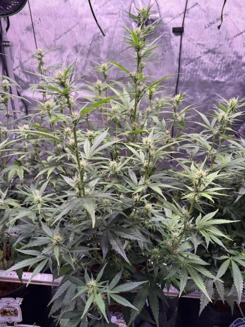 Canna Cheese 1:1 (2026) #1 & #2. Week 7 - Day 49