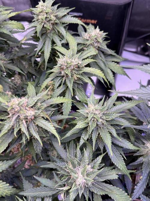 Gorilla Cookies Auto. Week 9 - Day 63