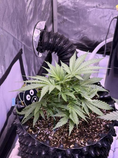 Bruce Banner 3- Autopot v Airpots. Week 4 - BB2-Day 28