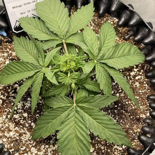 Mango Smile-Encore. Week 3 - Day 18