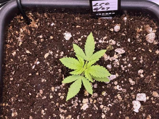 Lemon Cherry Cookies Auto-Fastbuds. Week 2 - Day 14