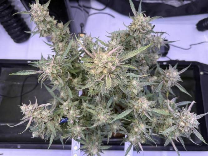 Mango Smile. Week 11 - Day 73