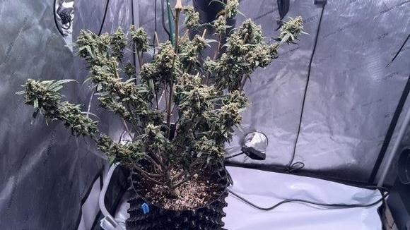 Jack Herer Auto. Week 12 - Day 83