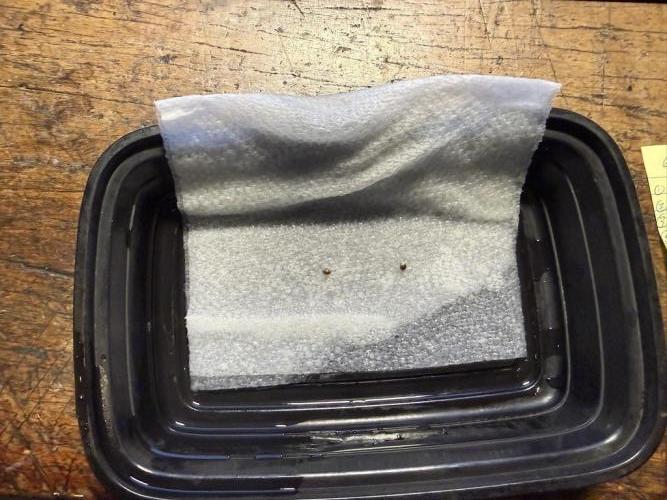 Jack Herer Auto. Week 0 - Feb 5-Seed In towel