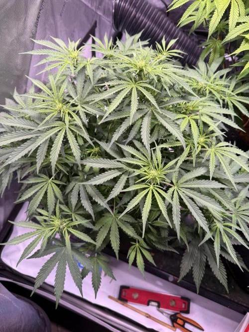 Sour HubbaBubba Haze-Mephisto Bonus. Week 7 - Day 45