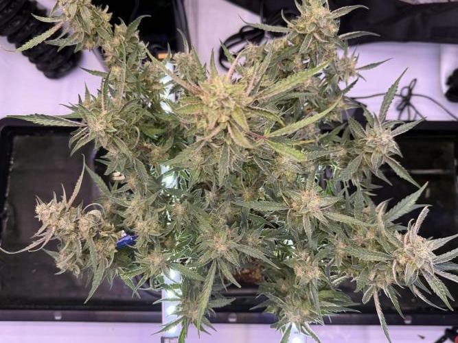 Mango Smile. Week 10 - Day 68