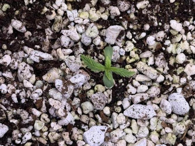 Gorilla Cookies Auto. Week 1 - Day 4