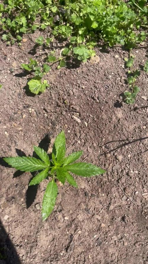 Royal Queens Seeds, Green Crack Punch, Hulkberry ,Royal Domina