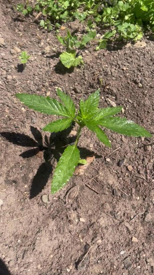 Royal Queens Seeds, Green Crack Punch, Hulkberry ,Royal Domina