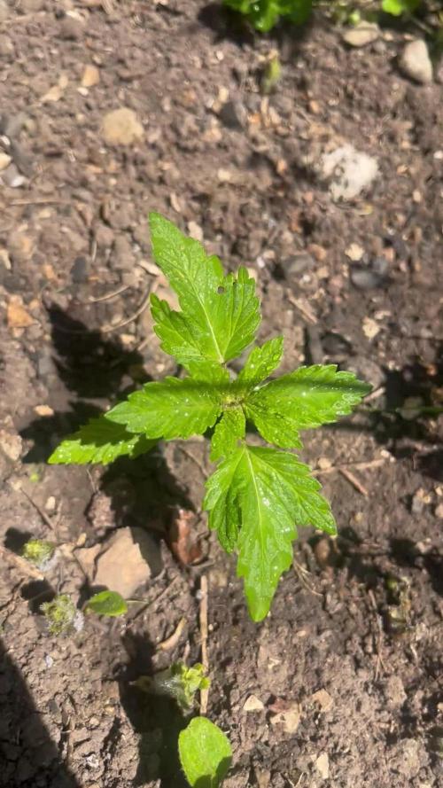 Royal Queens Seeds, Green Crack Punch, Hulkberry ,Royal Domina