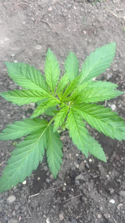 Royal Queens Seeds, Green Crack Punch, Hulkberry ,Royal Domina