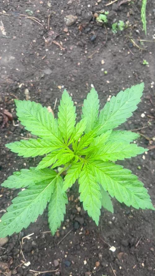 Royal Queens Seeds, Green Crack Punch, Hulkberry ,Royal Domina
