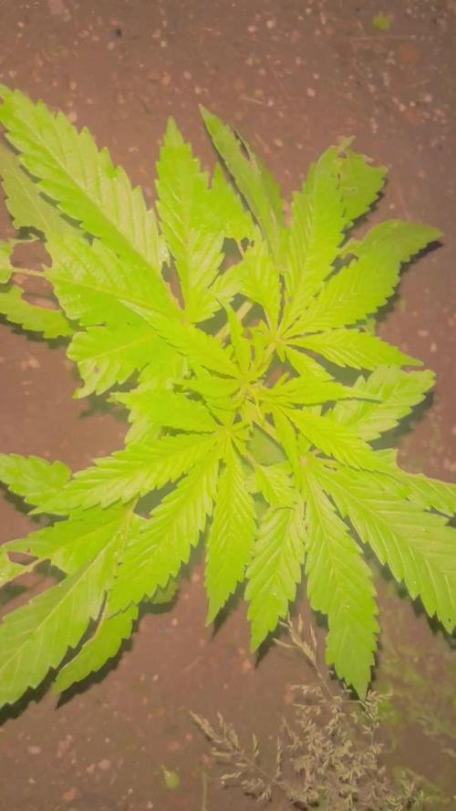 Royal Queens Seeds, Green Crack Punch, Hulkberry ,Royal Domina