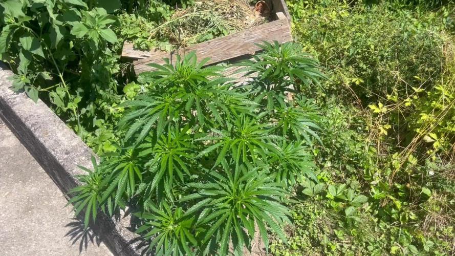 Royal Queens Seeds, Green Crack Punch, Hulkberry ,Royal Domina
