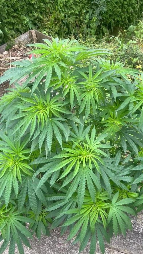 Royal Queens Seeds, Green Crack Punch, Hulkberry ,Royal Domina