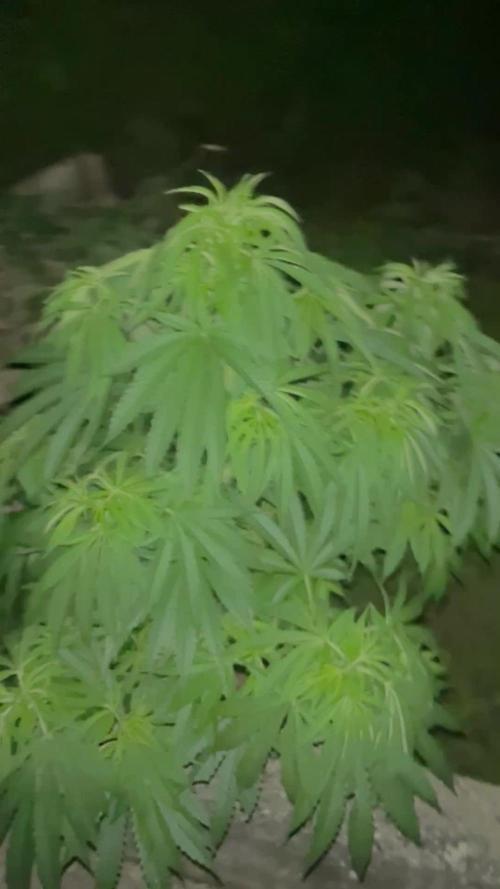 Royal Queens Seeds, Green Crack Punch, Hulkberry ,Royal Domina