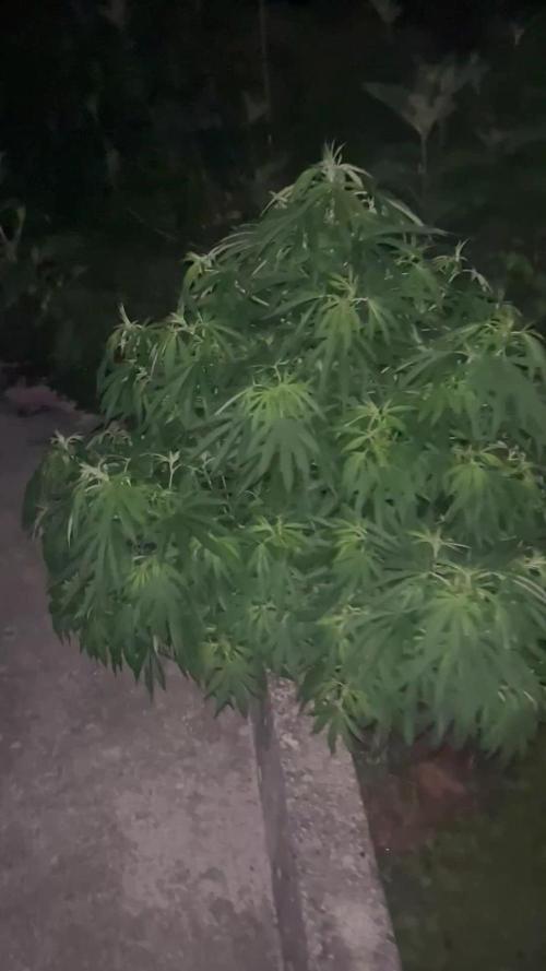 Royal Queens Seeds, Green Crack Punch, Hulkberry ,Royal Domina