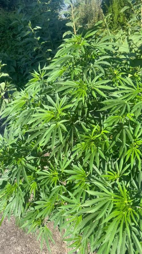 Royal Queens Seeds, Green Crack Punch, Hulkberry ,Royal Domina