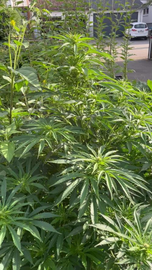 Royal Queens Seeds, Green Crack Punch, Hulkberry ,Royal Domina