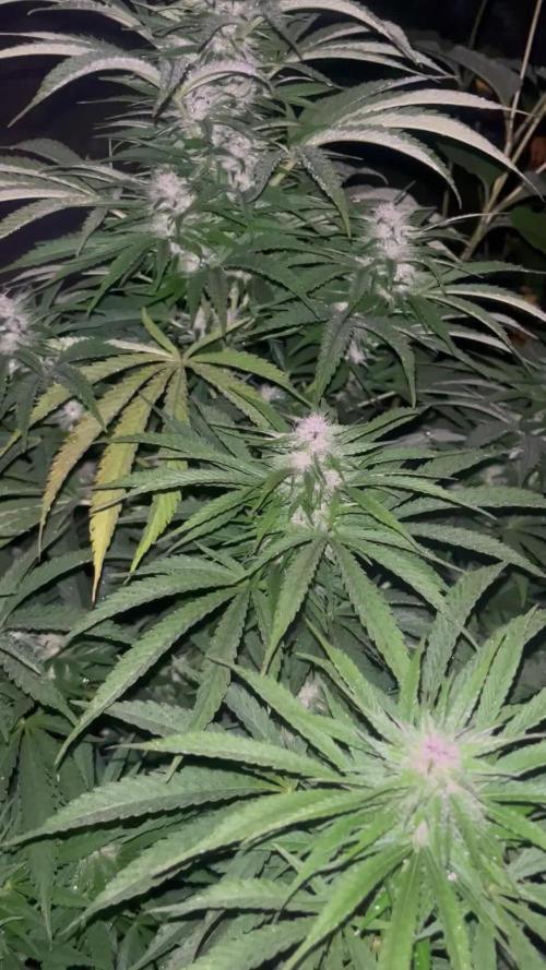 Royal Queens Seeds, Green Crack Punch, Hulkberry ,Royal Domina