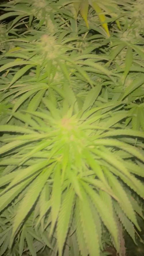 Royal Queens Seeds, Green Crack Punch, Hulkberry ,Royal Domina