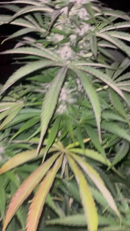 Royal Queens Seeds, Green Crack Punch, Hulkberry ,Royal Domina