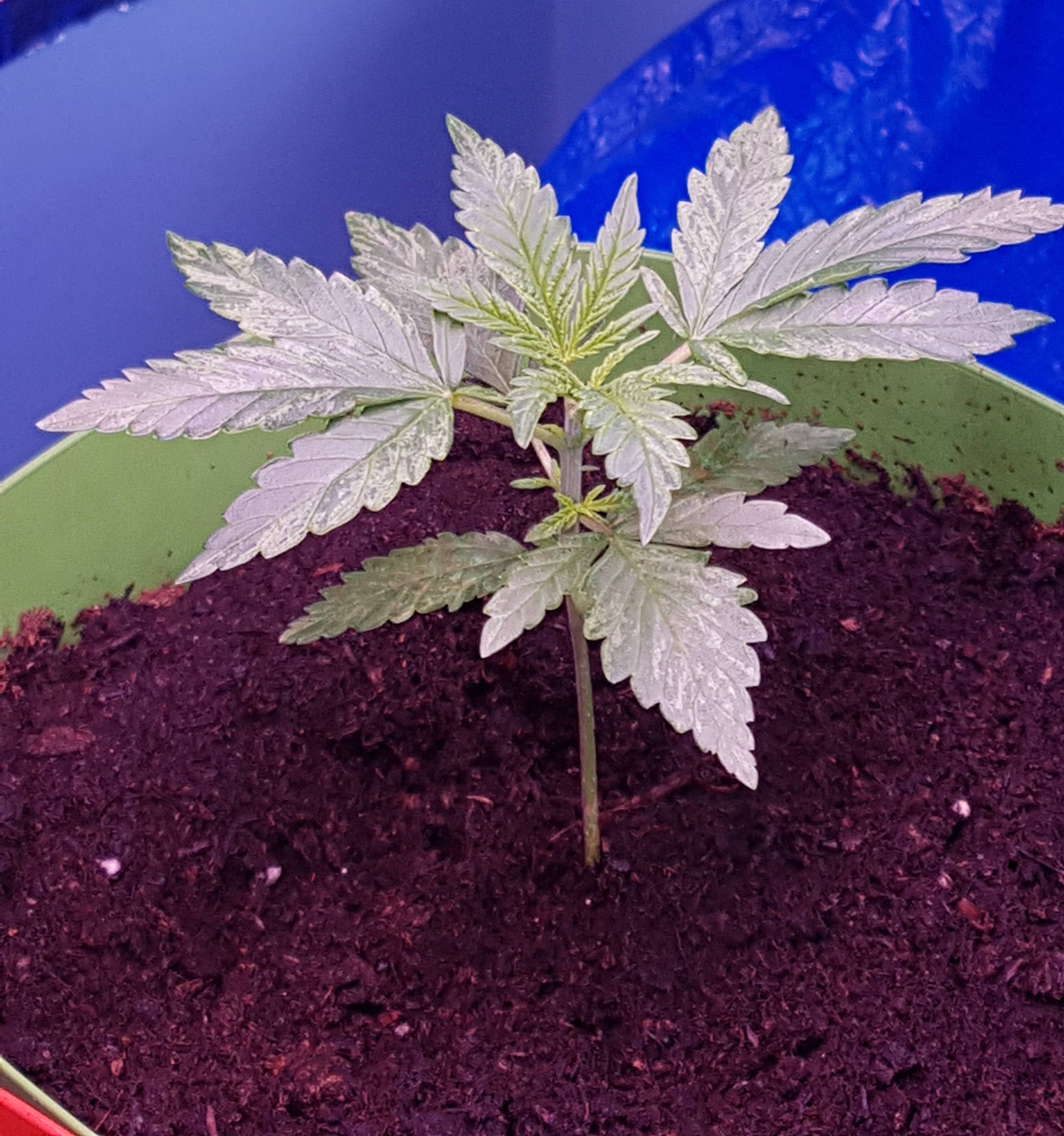 Northern Lights grow diary (journal) week4 by ec932 GrowDiaries