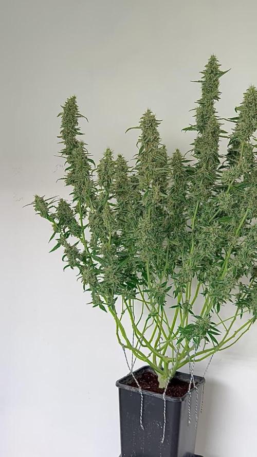 Afghan Kush Auto