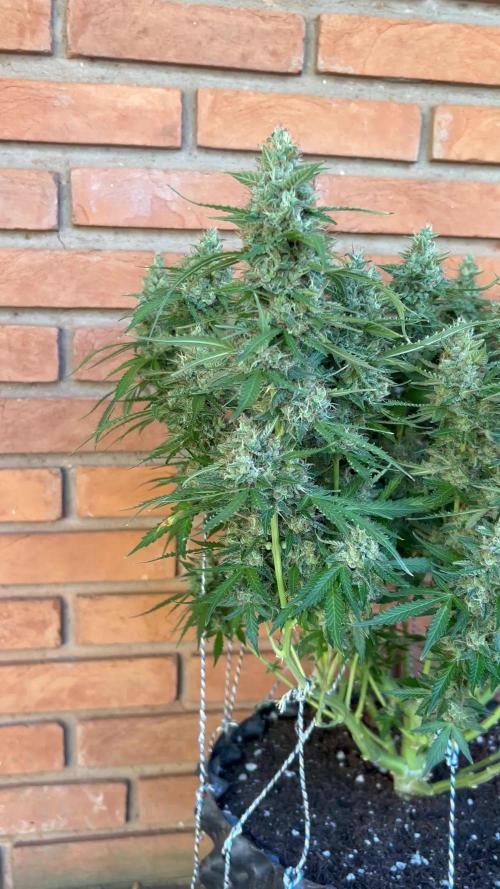 Auto Skywalker Haze 2