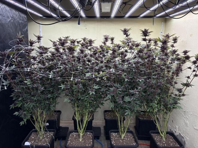 Trop Cherry. Week 18