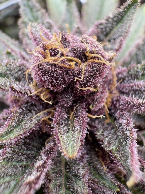 Trop Cherry. Week 18