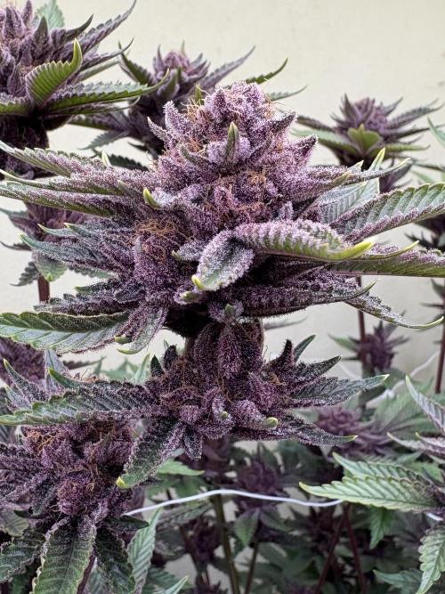 Trop Cherry. Week 18