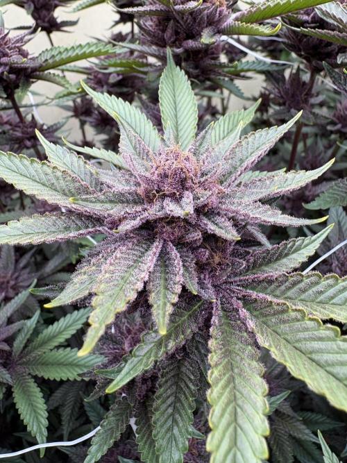 Trop Cherry. Week 18